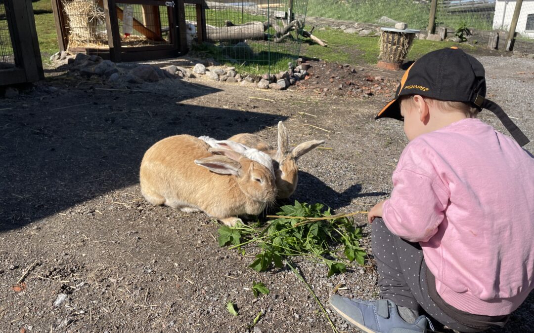 Sommarläger På Elfviks Gård!