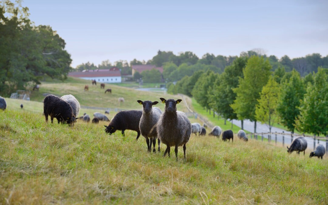 Tovningskurs på Elfviks Gård