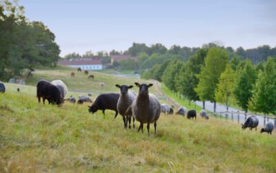 Tovningskurs på Elfviks Gård