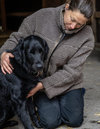 Veterinärvård hund