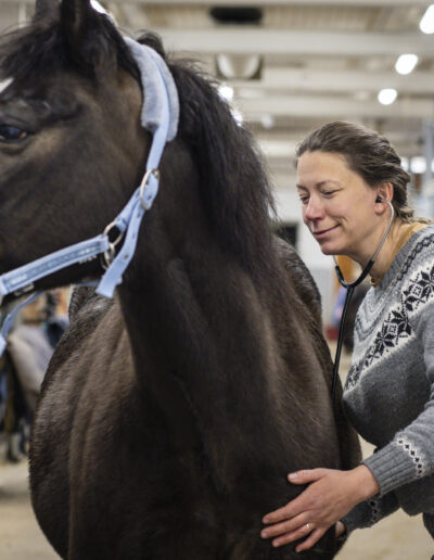 Veterinärvård häst